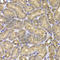 FKBP Prolyl Isomerase 6 antibody, A7013, ABclonal Technology, Immunohistochemistry paraffin image 