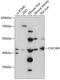 C-Type Lectin Domain Family 4 Member M antibody, 15-457, ProSci, Western Blot image 