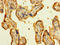 Laminin Subunit Alpha 5 antibody, LS-C376013, Lifespan Biosciences, Immunohistochemistry paraffin image 