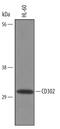 CD302 antigen antibody, AF6367, R&D Systems, Western Blot image 