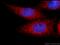 IST1 homolog antibody, 19842-1-AP, Proteintech Group, Immunofluorescence image 