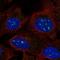 ATP Synthase C Subunit Lysine N-Methyltransferase antibody, HPA074513, Atlas Antibodies, Immunofluorescence image 
