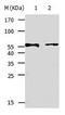 Keratin 5 antibody, orb107346, Biorbyt, Western Blot image 
