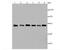 Fascin Actin-Bundling Protein 1 antibody, A02147-1, Boster Biological Technology, Western Blot image 
