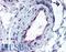 Activin A Receptor Type 1 antibody, LS-B2010, Lifespan Biosciences, Immunohistochemistry frozen image 