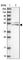 Sodium/potassium/calcium exchanger 3 antibody, HPA043400, Atlas Antibodies, Western Blot image 