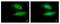 Valosin Containing Protein Interacting Protein 1 antibody, GTX107169, GeneTex, Immunofluorescence image 