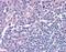 Interferon Regulatory Factor 8 antibody, orb87994, Biorbyt, Immunohistochemistry paraffin image 