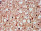 Gephyrin antibody, LS-C680540, Lifespan Biosciences, Immunohistochemistry paraffin image 