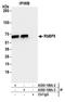 RB Binding Protein 5, Histone Lysine Methyltransferase Complex Subunit antibody, A300-109A, Bethyl Labs, Immunoprecipitation image 