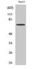 DEAD-Box Helicase 51 antibody, A11206-2, Boster Biological Technology, Western Blot image 