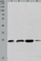 h12 antibody, TA321394, Origene, Western Blot image 