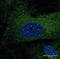 Early Endosome Antigen 1 antibody, LS-C204219, Lifespan Biosciences, Immunofluorescence image 