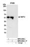 Nucleosome Assembly Protein 1 Like 4 antibody, NBP2-36543, Novus Biologicals, Western Blot image 