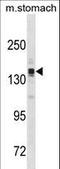 Astrotactin 2 antibody, LS-C157558, Lifespan Biosciences, Western Blot image 