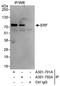 ETS2 Repressor Factor antibody, A301-701A, Bethyl Labs, Immunoprecipitation image 