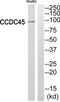 Centrosomal Protein 95 antibody, TA315973, Origene, Western Blot image 