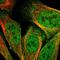 Down syndrome cell adhesion molecule antibody, HPA019324, Atlas Antibodies, Immunofluorescence image 