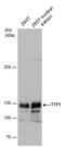 NK2 Homeobox 1 antibody, PA5-78209, Invitrogen Antibodies, Western Blot image 