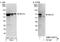 Negative Elongation Factor Complex Member A antibody, NBP1-05975, Novus Biologicals, Western Blot image 