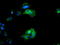 Bridging Integrator 3 antibody, TA501910, Origene, Immunofluorescence image 