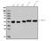 OTU Deubiquitinase With Linear Linkage Specificity antibody, A07938-1, Boster Biological Technology, Western Blot image 