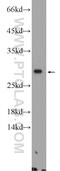 Zinc Finger GATA Like Protein 1 antibody, 55292-1-AP, Proteintech Group, Western Blot image 