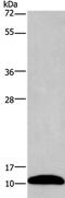 Purkinje cell protein 4 antibody, PA5-50188, Invitrogen Antibodies, Western Blot image 