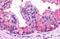 Brain-specific angiogenesis inhibitor 1 antibody, GTX78163, GeneTex, Immunohistochemistry paraffin image 