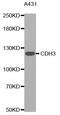 Cadherin 3 antibody, MBS126098, MyBioSource, Western Blot image 