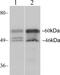 Gap Junction Protein Alpha 3 antibody, 700384, Invitrogen Antibodies, Western Blot image 