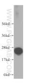 Proteasome Subunit Beta 6 antibody, 11684-2-AP, Proteintech Group, Western Blot image 