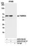 Family With Sequence Similarity 98 Member A antibody, A305-817A-M, Bethyl Labs, Immunoprecipitation image 