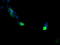 VPS28 Subunit Of ESCRT-I antibody, LS-C337944, Lifespan Biosciences, Immunofluorescence image 