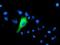 Interferon Induced Protein 35 antibody, NBP2-01108, Novus Biologicals, Immunofluorescence image 
