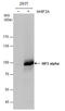 Hypoxia-inducible factor 3-alpha antibody, GTX132071, GeneTex, Western Blot image 