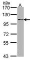 Ubiquitin Specific Peptidase 10 antibody, GTX106092, GeneTex, Western Blot image 