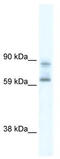 DEAD-Box Helicase 42 antibody, TA341581, Origene, Western Blot image 