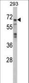 MAPK 4 antibody, LS-C100884, Lifespan Biosciences, Western Blot image 