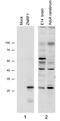 EMB antibody, 43-262, ProSci, Western Blot image 