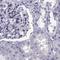 pro-SAAS antibody, NBP1-80797, Novus Biologicals, Immunohistochemistry paraffin image 
