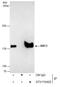 Structural Maintenance Of Chromosomes 3 antibody, GTX110402, GeneTex, Immunoprecipitation image 