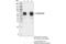 Fc Fragment Of IgG Receptor IIb antibody, 96397S, Cell Signaling Technology, Immunoprecipitation image 
