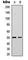 Fibulin 5 antibody, abx133017, Abbexa, Western Blot image 