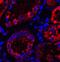 Thioredoxin Interacting Protein antibody, GTX31592, GeneTex, Immunohistochemistry paraffin image 