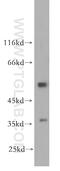 Pc4 antibody, 12939-1-AP, Proteintech Group, Western Blot image 