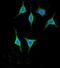 Amylase Alpha 2A (Pancreatic) antibody, abx032511, Abbexa, Immunocytochemistry image 