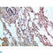 Glycophorin C (Gerbich Blood Group) antibody, LS-C813797, Lifespan Biosciences, Immunohistochemistry paraffin image 