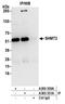 Serine Hydroxymethyltransferase 2 antibody, A305-351A, Bethyl Labs, Immunoprecipitation image 