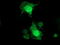 Tropomodulin-1 antibody, TA503174, Origene, Immunofluorescence image 
